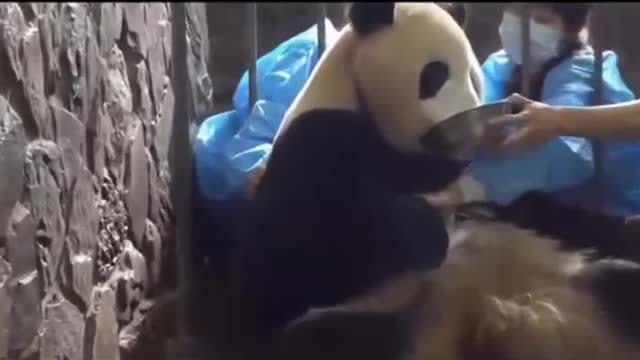 Humans steal panda cubs