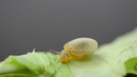 Animal world # snails # Learn about snail species # Watch snails eat #