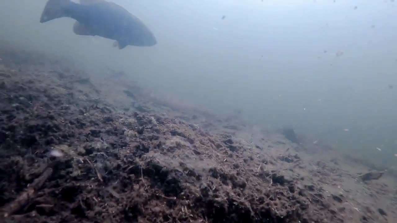 Fisherman dropes camera to see the fish