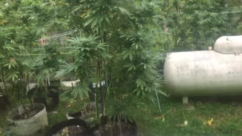 Today: liberal corruption and stupidity p 1 Garden of weedin marijuana