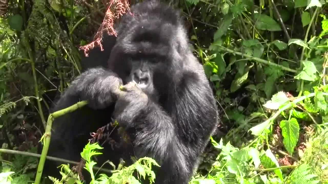 ATTAQUE DE GORILLE PARC DES VOLCANS RWANDA