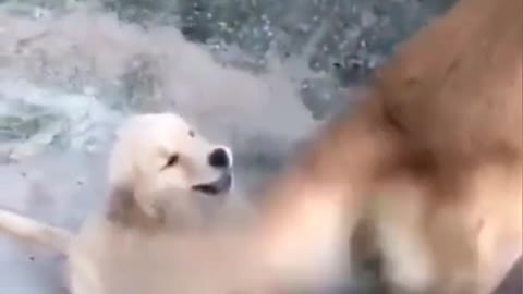 Baby Golden: Did I make a mistake? You kept hitting me with your tail