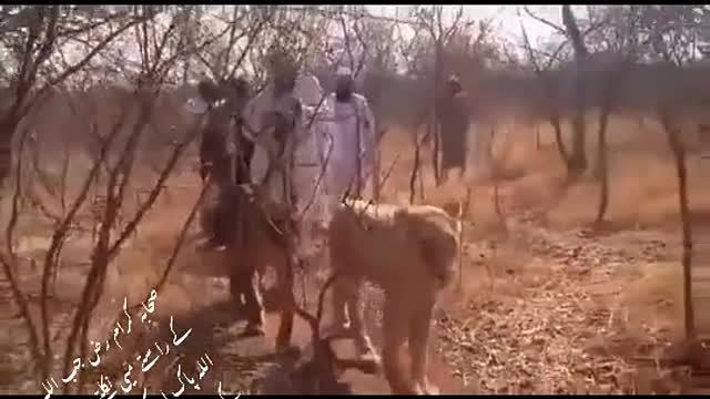 friendship with Lions