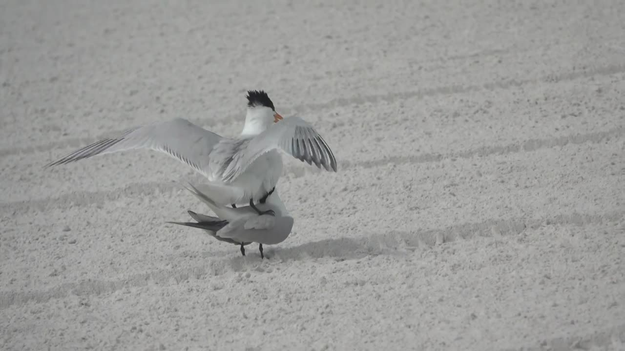 Royal Terns mating on Siesta Beach, Sarasota FL