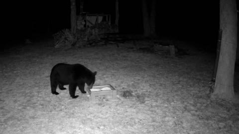 Bear at Cabin