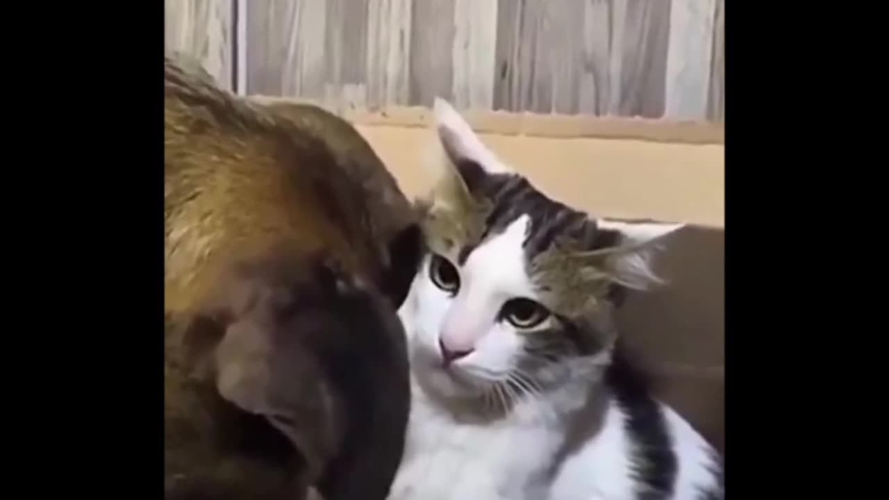 “Try it. Please. I’m begging you” momma cat is so ready