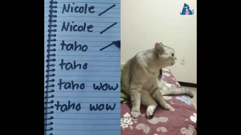 Cats talking !! these cats can speak english better than hooman