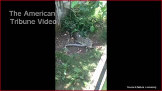 WATCH: Homeowner Captures Wild Video of Alligator, Python Fighting in Backyard