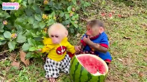 smart bibi harvests fruit