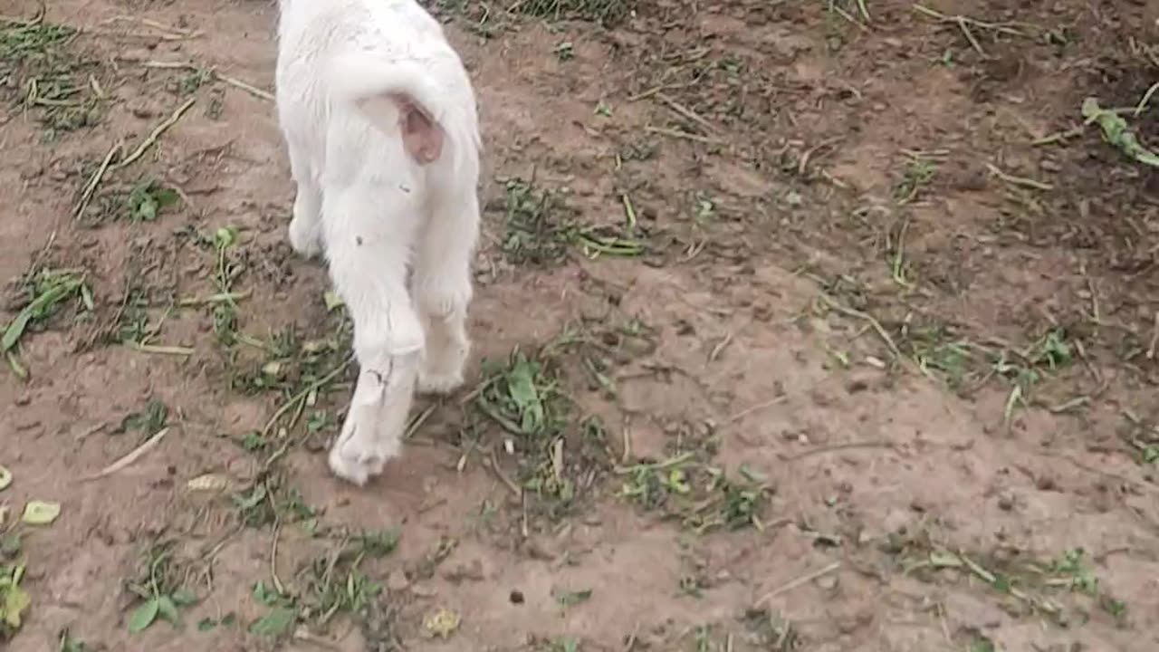 Animal videos