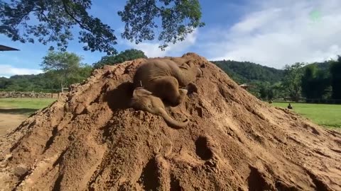 Top Ten Baby Elephants At Play