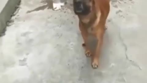 Funny Animal Videos