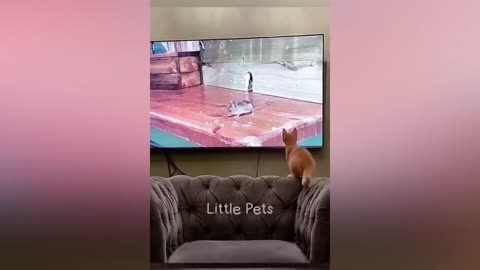 Best dog nd cat 🐈 🐕 comedy of the weekDon’t f