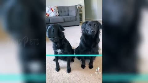 Videos Compilation | Funniest Animals Can't Stop Laughing