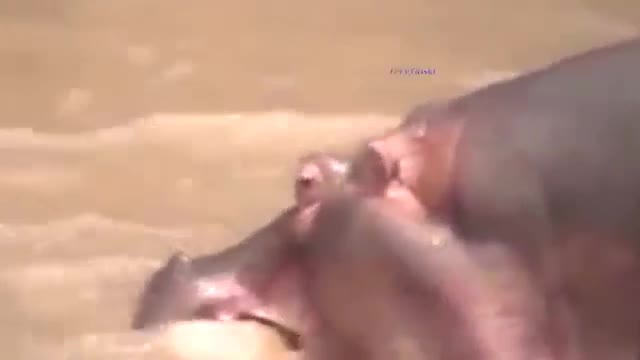 All Animal Fight video