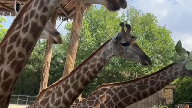 giraffes