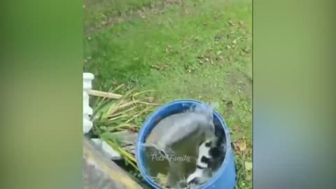 Funnoest animeal 2023😂 funniest cat and dog videos 2023