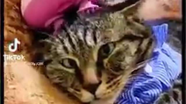 FUNNY CAT VIDEO 2022 ⚽ TRY NOT TO LAUGH 🏀 SHORTS 🏈 CAT 🎲 FUNNY 🏷 TIKTOK 🎆 2022 🎫