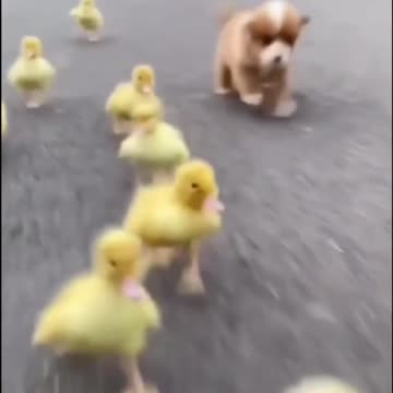 Puppy and friends out for a run.