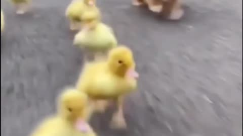 Puppy and friends out for a run.