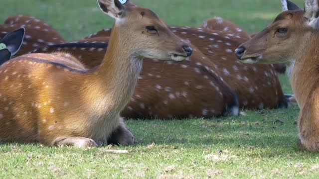 Go Herd Lawn Comfortable nice video