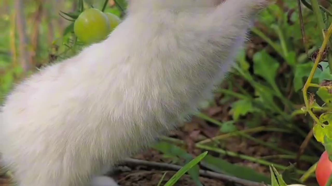 The way Bunny eats cherry tomatoes is so cute, "cute" dog