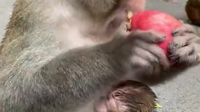 Cute Monkey China & Funny Love monkey| Animals Love #Short (315)