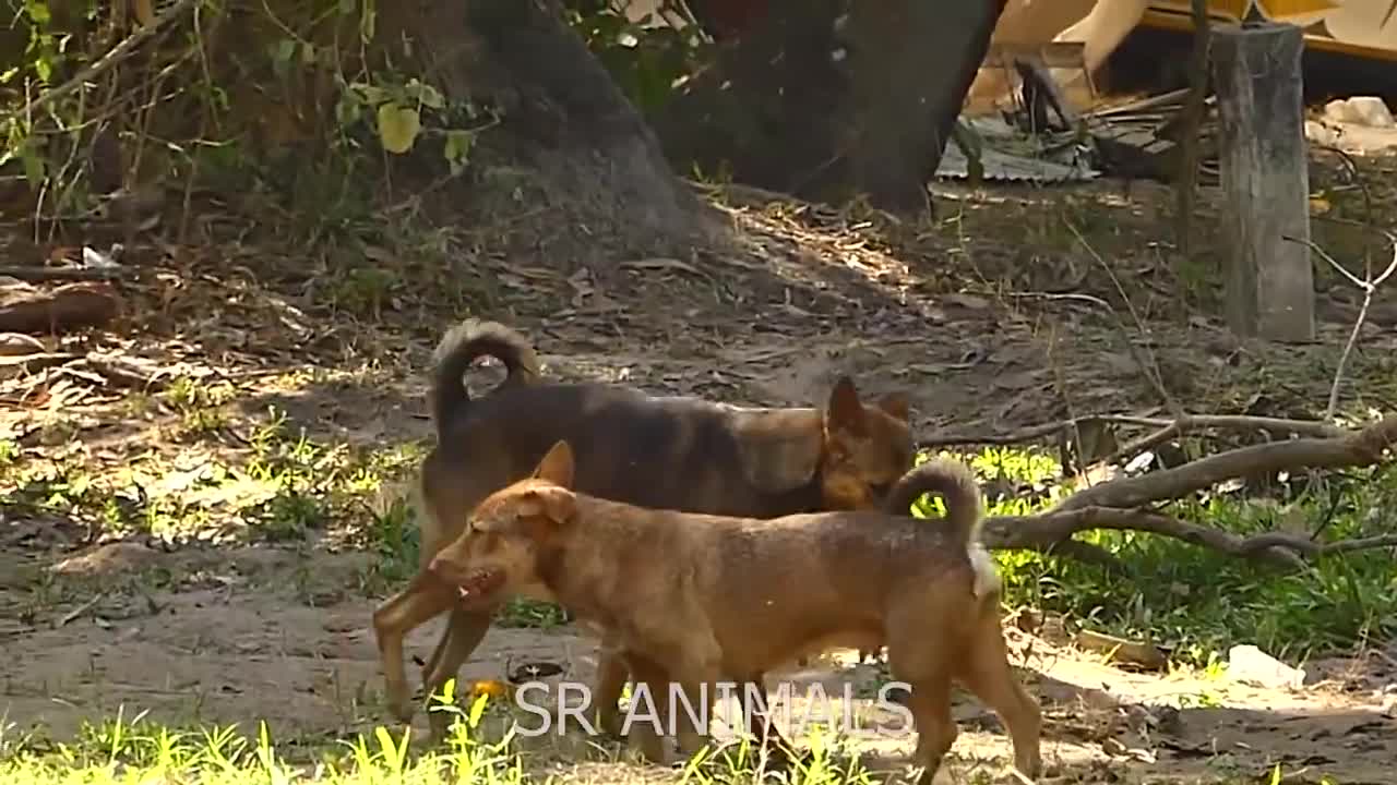 Rular dog successfully meeting