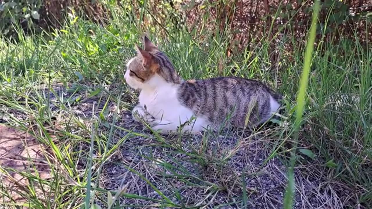 Cute cat resting in the yard. Relaxing video.