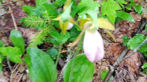 Slipper Orchids