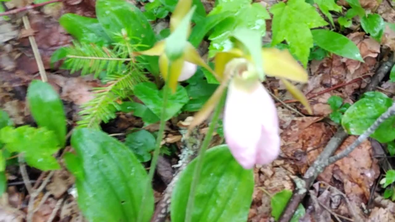 Slipper Orchids