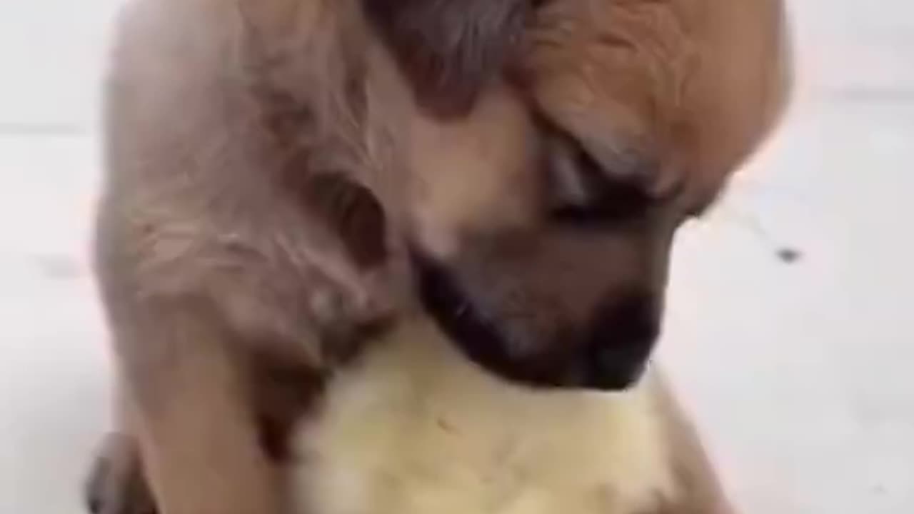 Cute puppy playing with chick #cute #amimallover