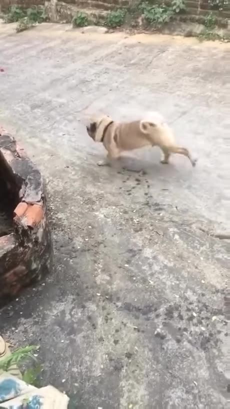 When he shows his talent