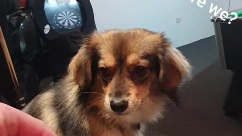 To chip or not to chip