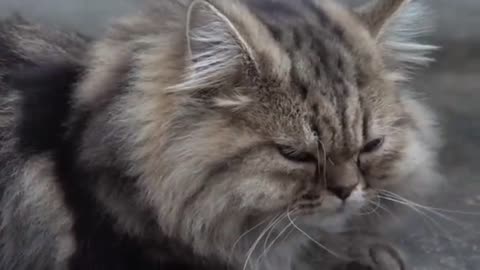 OMG These Cats Are So Cute And Beautiful | Viral Cat