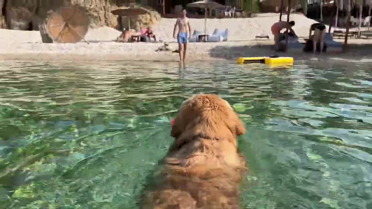 Golden Retriever First Time at The Sea