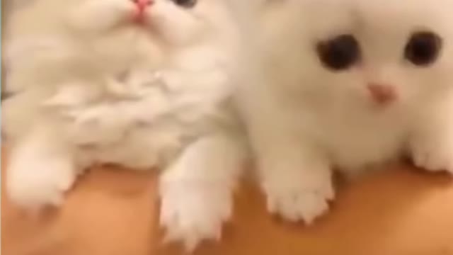 cats animal funny moments 😅🤣