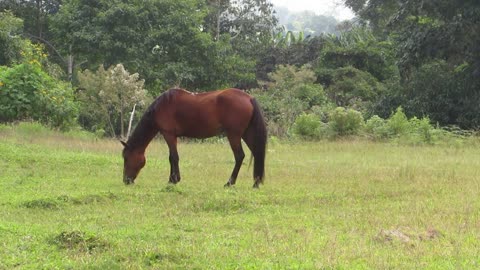 Animal Horse Cuadrupedo