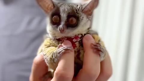 These tiny bush babies are adorable