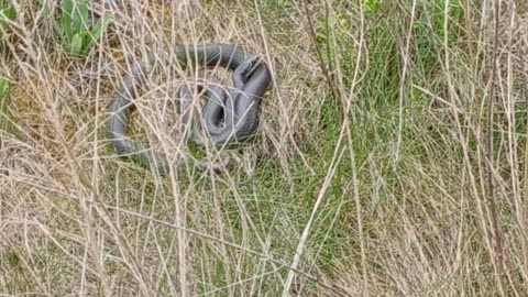 Snake in the grass...literally
