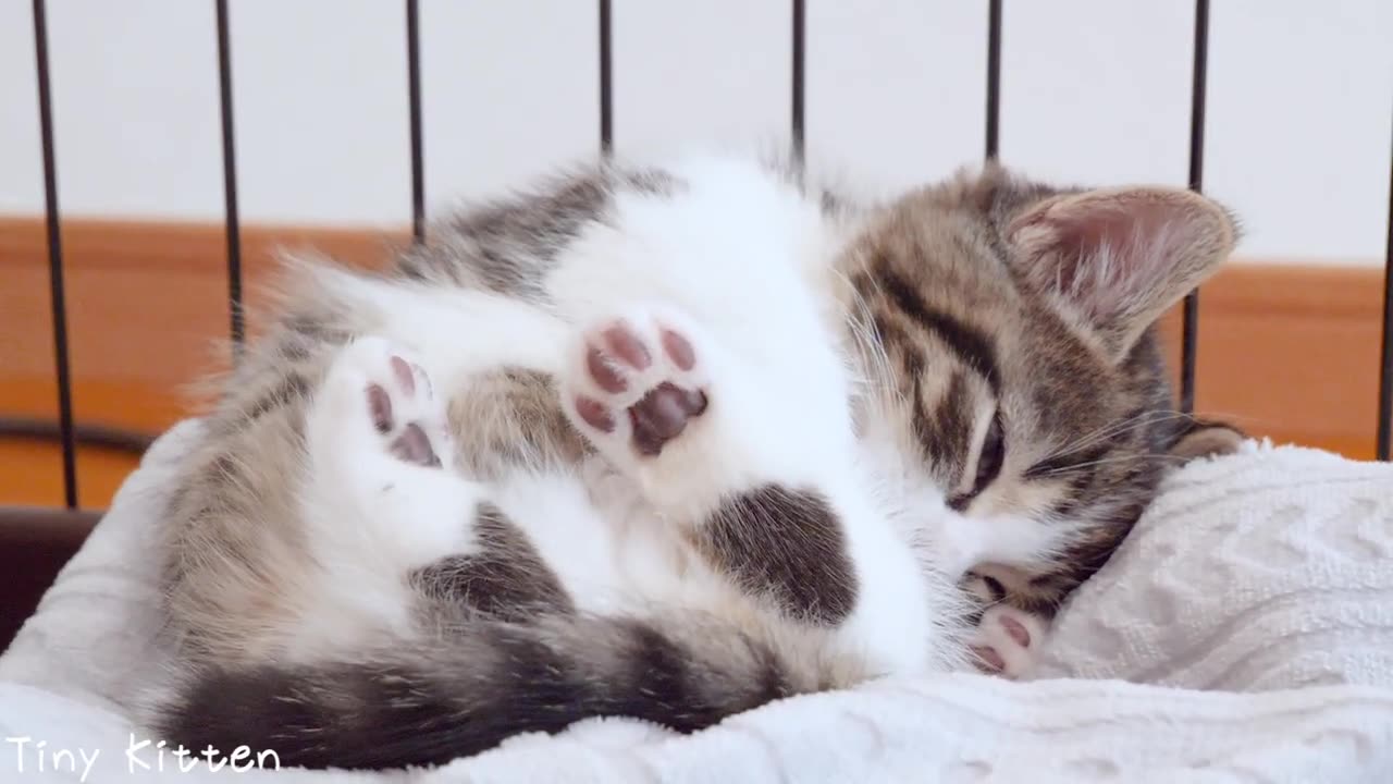 Kitten Coco sleeps sweetly