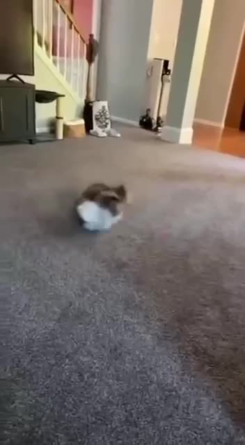 Cats and wholesome shenanigans