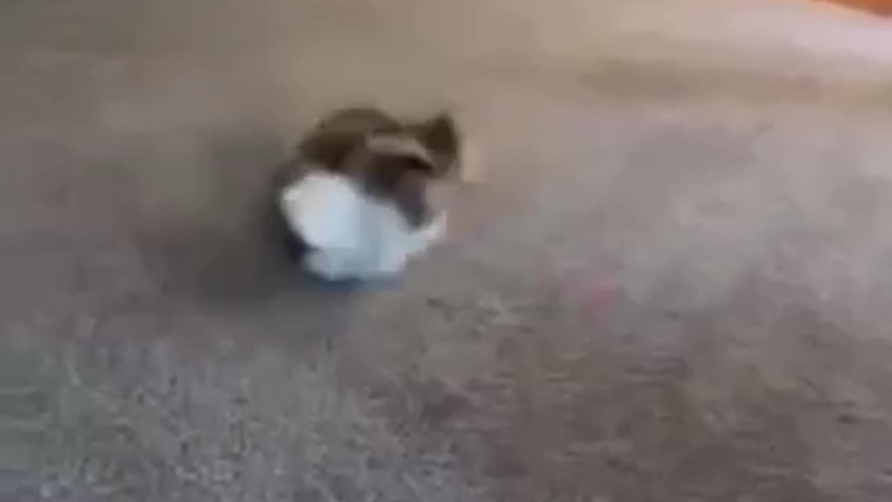 Cats and wholesome shenanigans