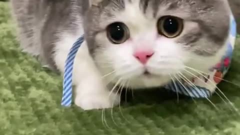 Give a cat a full body massage