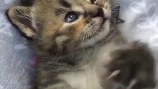 A cute kitten