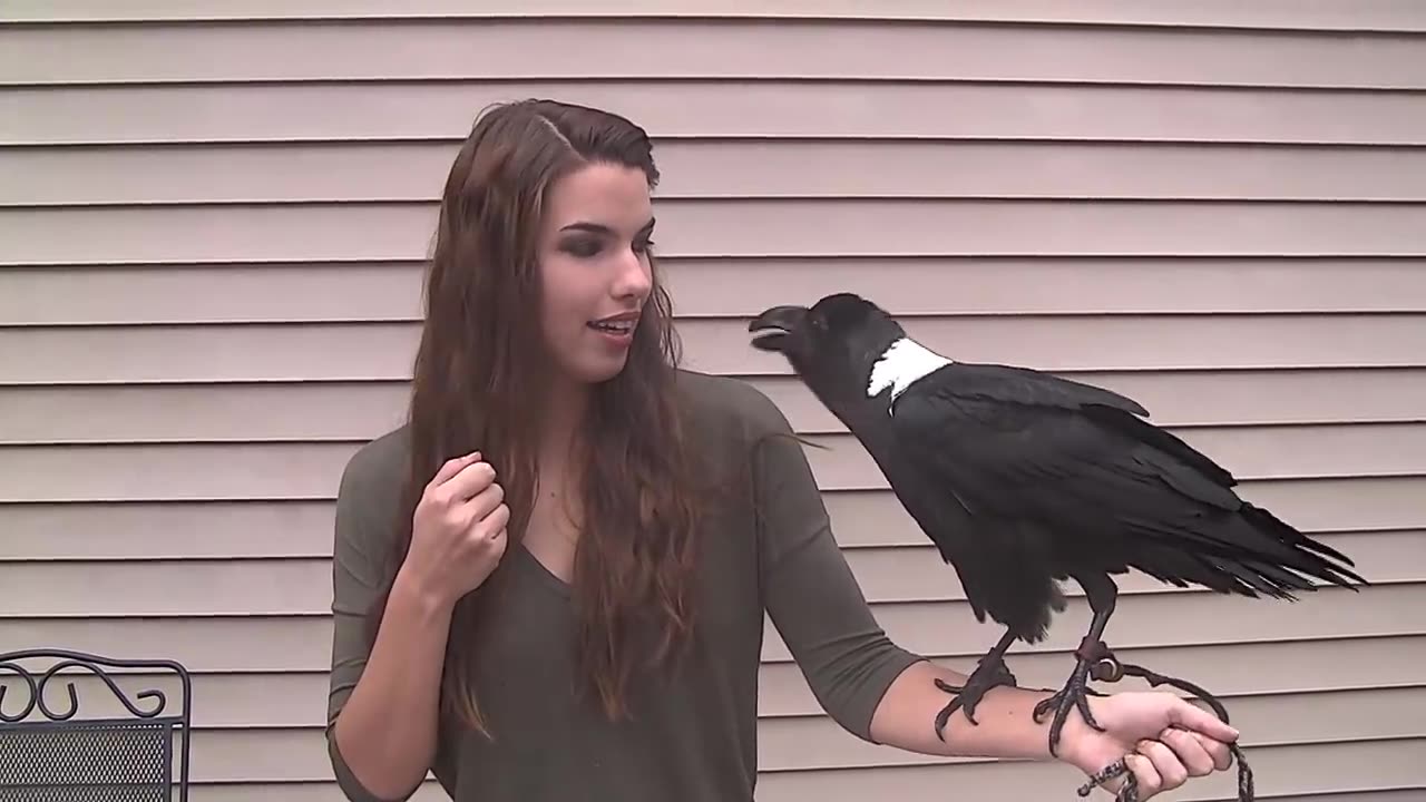 Ravens can talk!