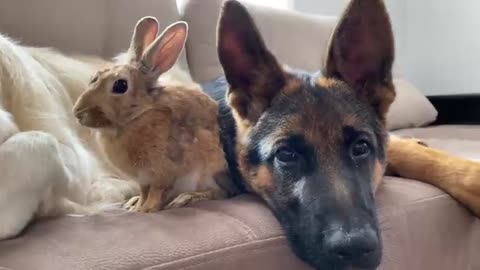 Golden Retriever and German Shepherd Puppy Play with Bunny Sam for the First Time!