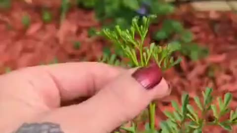 Eastern Black Swallowtail Eggs for 2023!