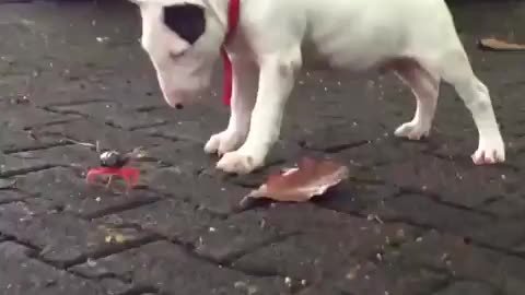 Bull terrier puppy against crab