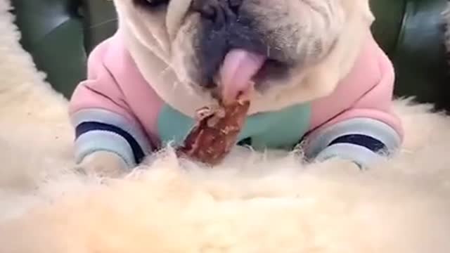 Baby puppy dog funny video